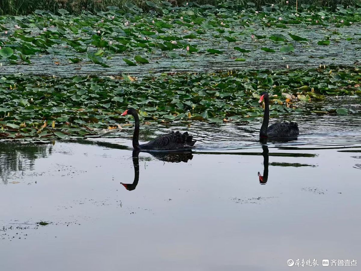  行摄华山——湖中飞来黑天鹅