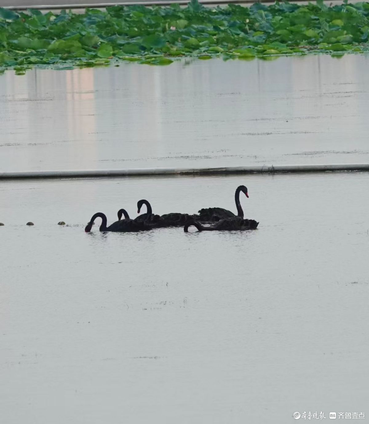  行摄华山——湖中飞来黑天鹅