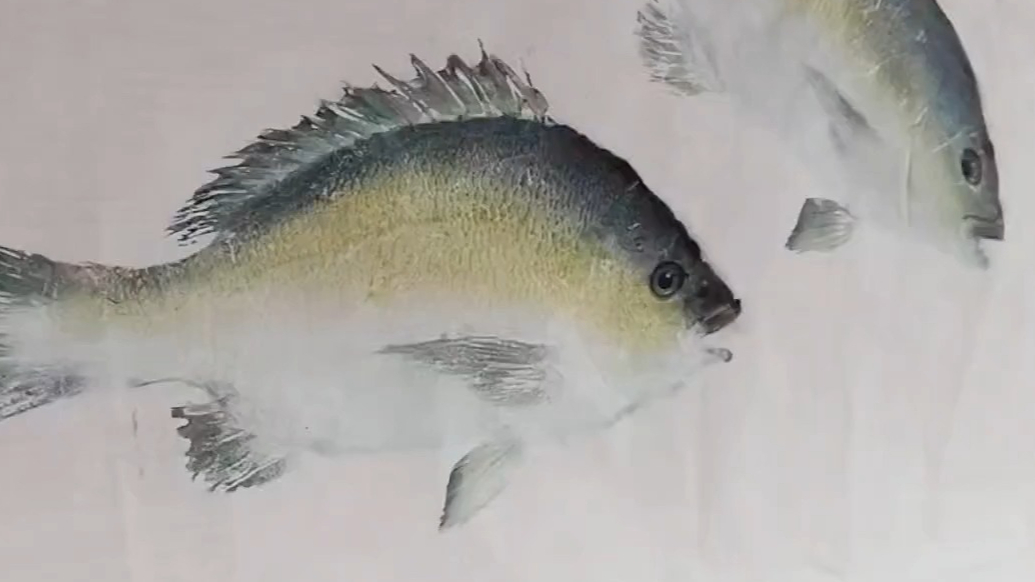 果然视频｜丰收节活动上，非遗技艺“鱼拓”吸睛，让鱼儿跃然纸上