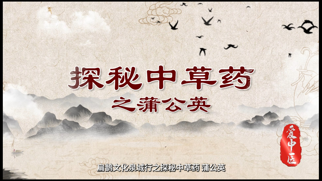 泉民健康之声|科普视频：济南十大道地药材之蒲公英