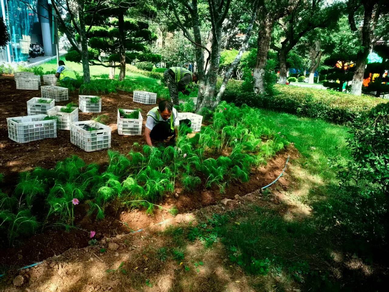 60万余株草花扮亮港城，烟台市园林加快推进国庆景观布景工作