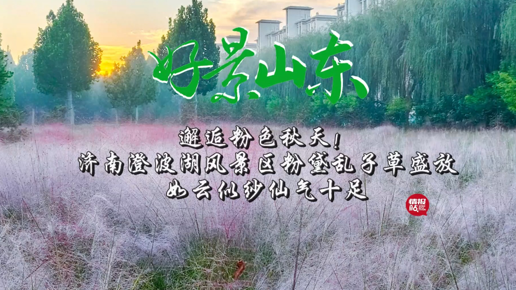 果然视频·好景山东|济南澄波湖畔粉黛乱子草盛放，邂逅粉色秋天