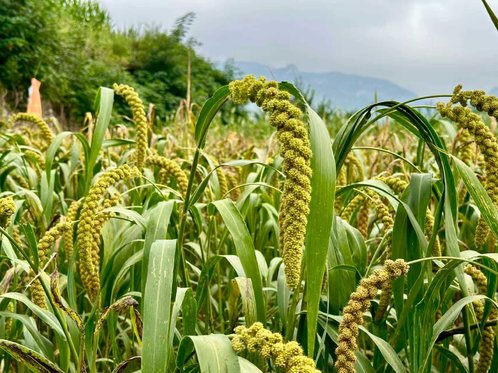 济南市南部山区:看见富美乡村新范式
