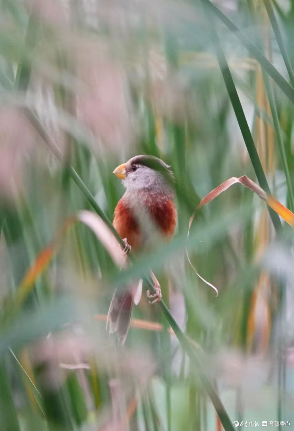 行摄华山——“鸟中熊猫”震旦鸦雀