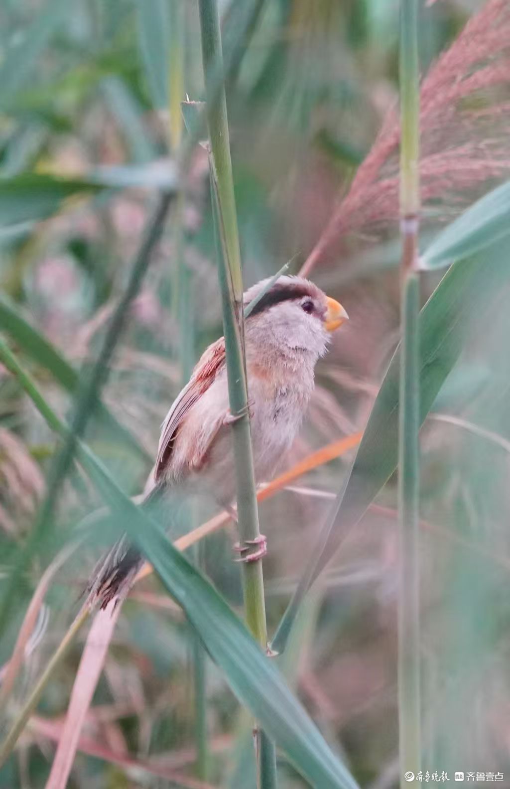 行摄华山——“鸟中熊猫”震旦鸦雀