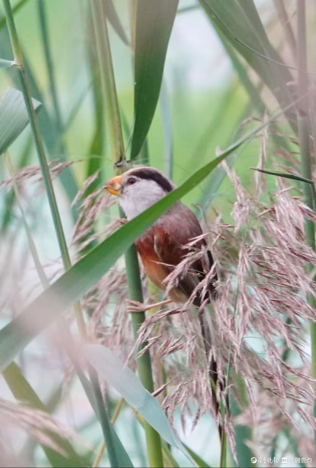 行摄华山——“鸟中熊猫”震旦鸦雀