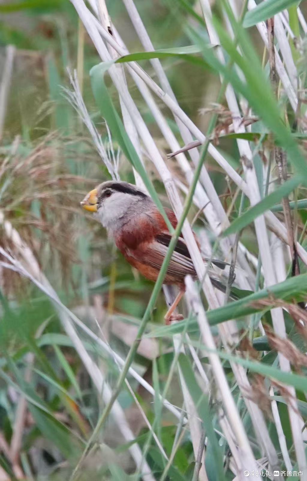 行摄华山——“鸟中熊猫”震旦鸦雀