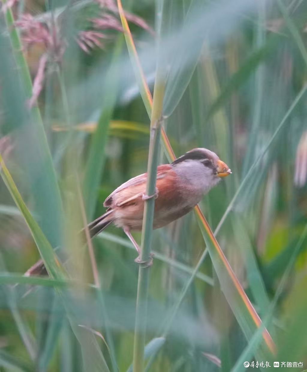 行摄华山——“鸟中熊猫”震旦鸦雀