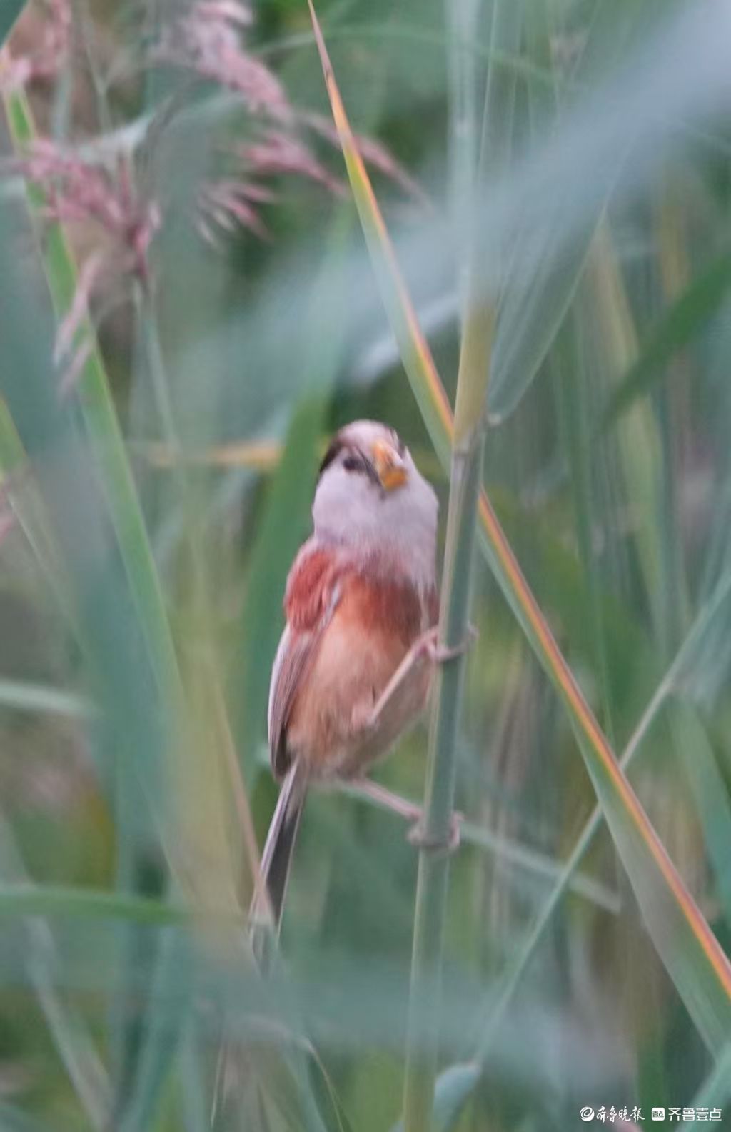 行摄华山——“鸟中熊猫”震旦鸦雀