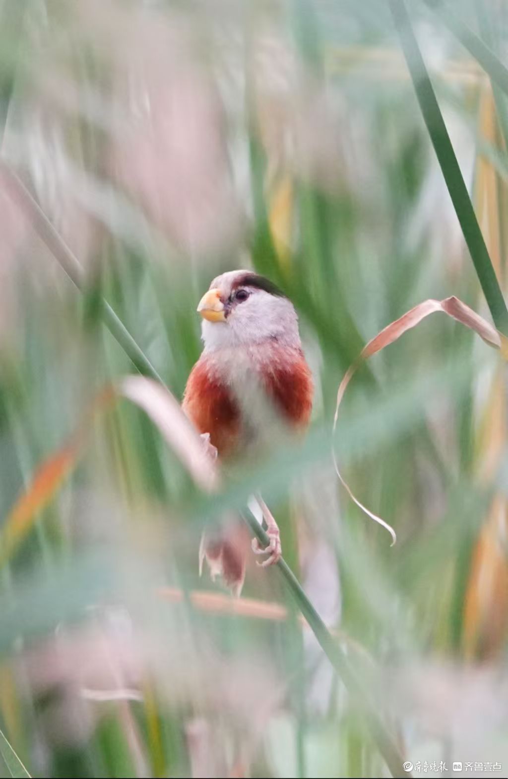 行摄华山——“鸟中熊猫”震旦鸦雀