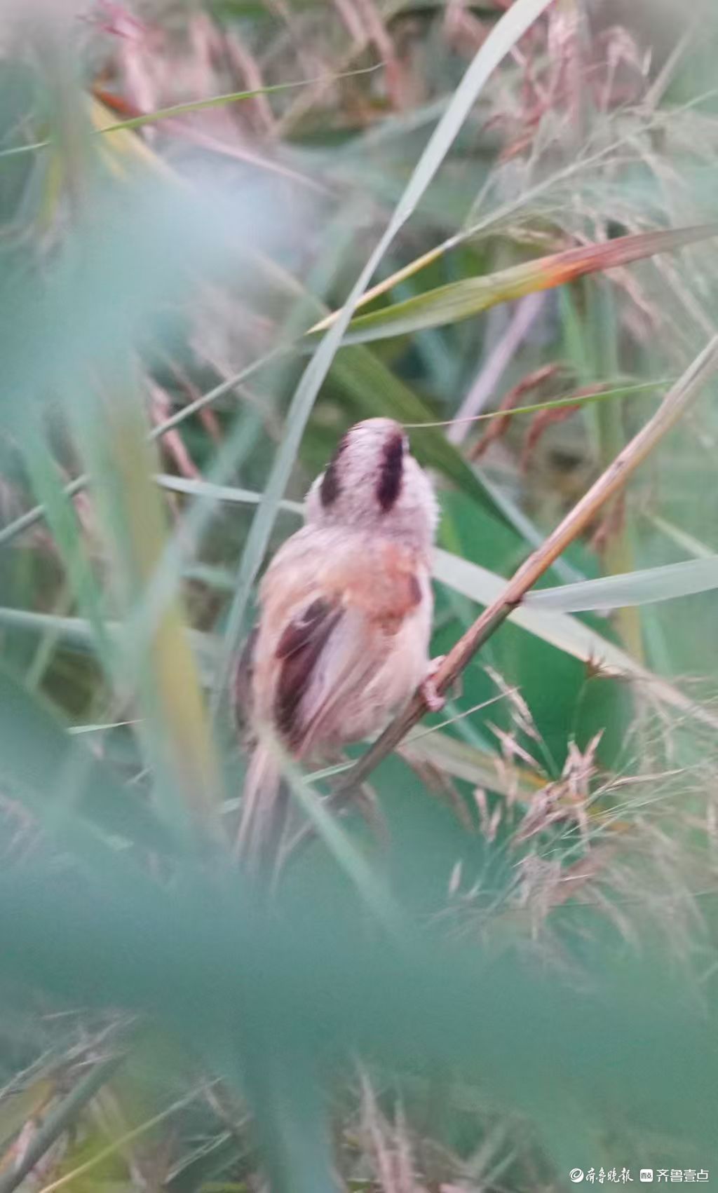 行摄华山——“鸟中熊猫”震旦鸦雀