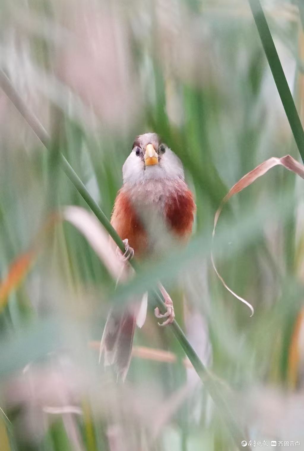行摄华山——“鸟中熊猫”震旦鸦雀