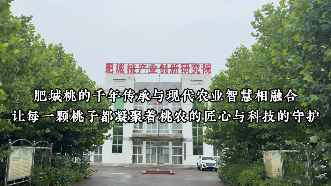 肥城：全链路覆盖，两分钟看懂肥城桃产业的进阶密码