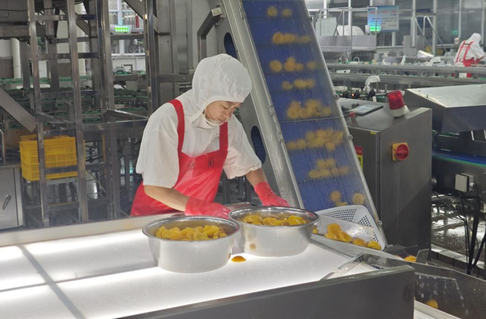 平邑桃罐头：从鲁南一隅到全球餐桌，看一颗黄桃的产业振兴蝶变