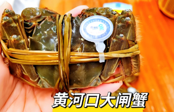黄河口大闸蟹的“质量跃迁”