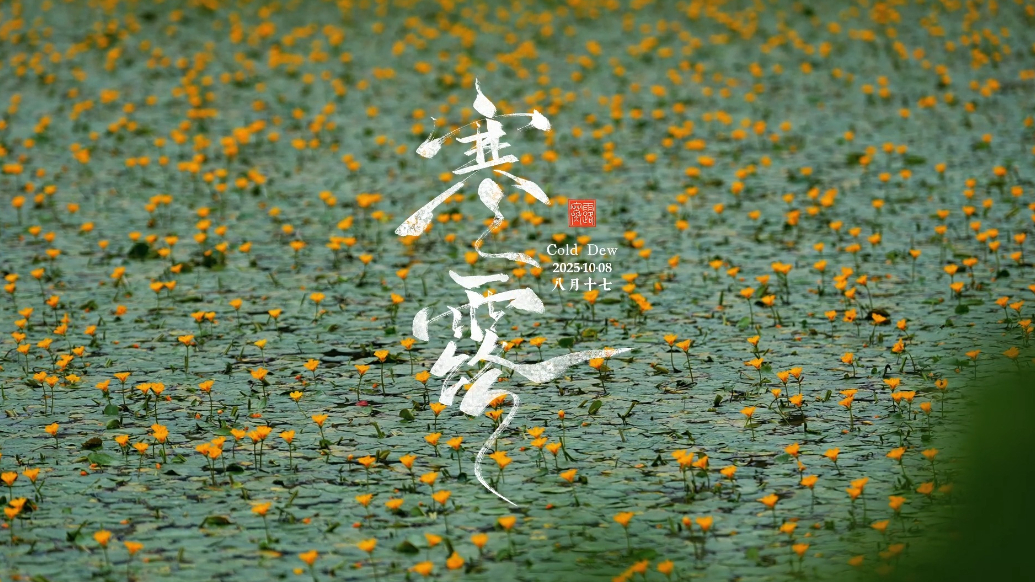 果然视频|时令·寒露