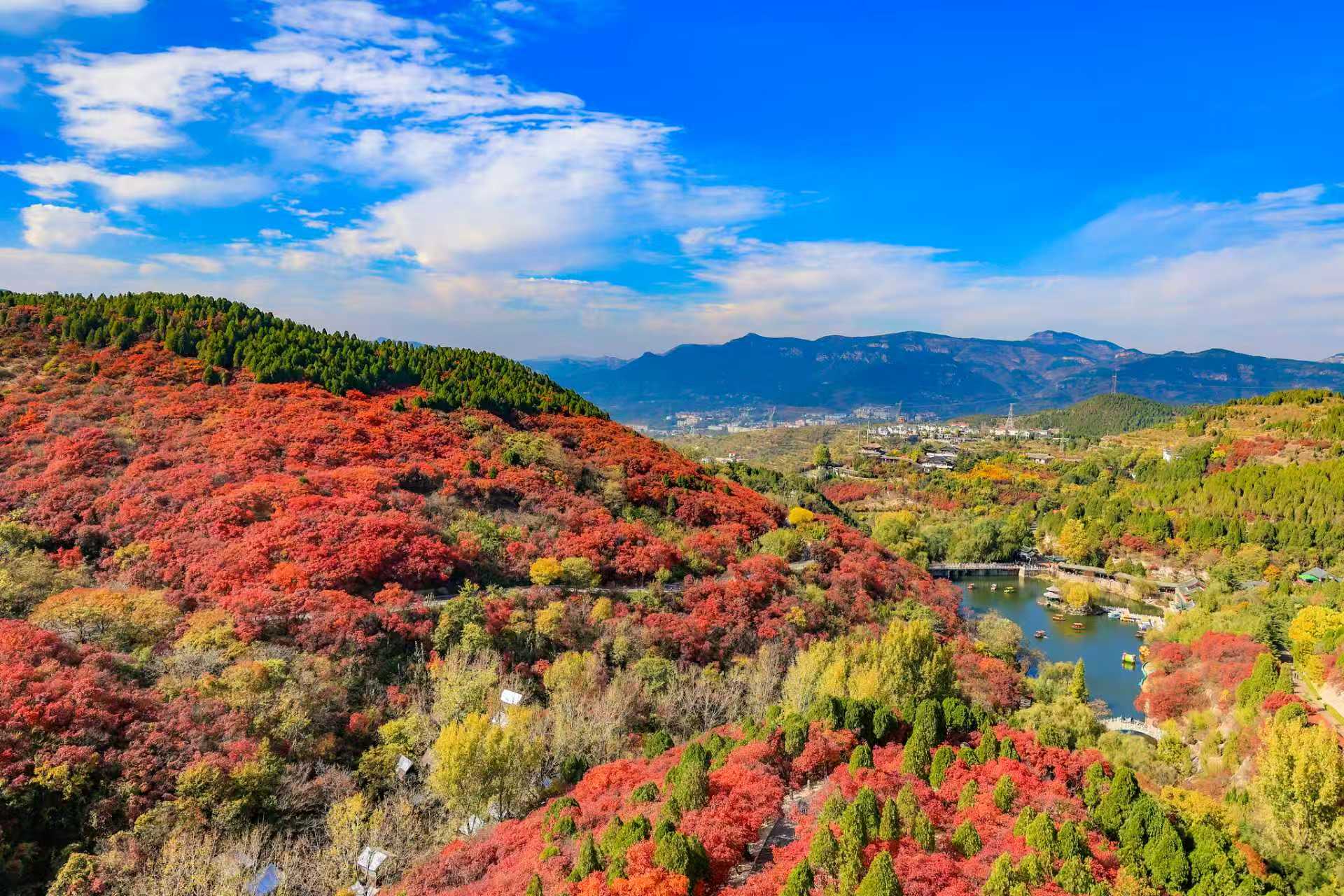 古泉映秋林，孔雀伴彩叶！济南秋景如画引游客驻足