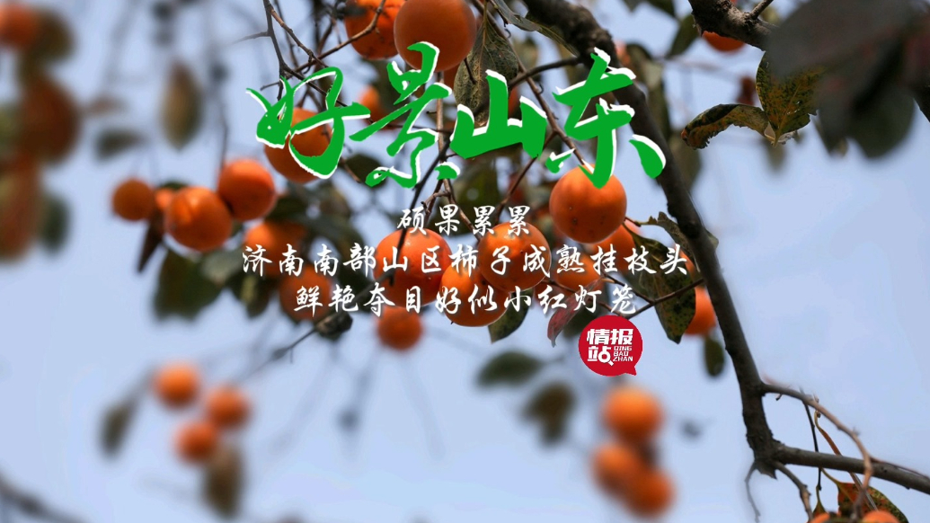 果然视频·好景山东|济南南部山区柿子成熟满枝头，好似小红灯笼