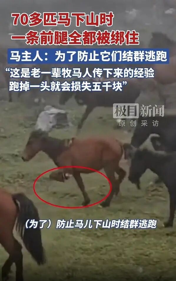 70多匹马绑腿下山被质疑，关爱动物也要体谅养马人的生计