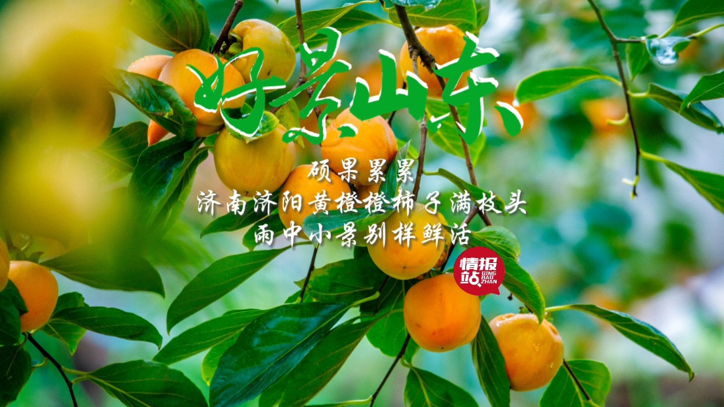 果然视频·好景山东|济南济阳柿子熟了满枝头，雨中小景别样鲜活