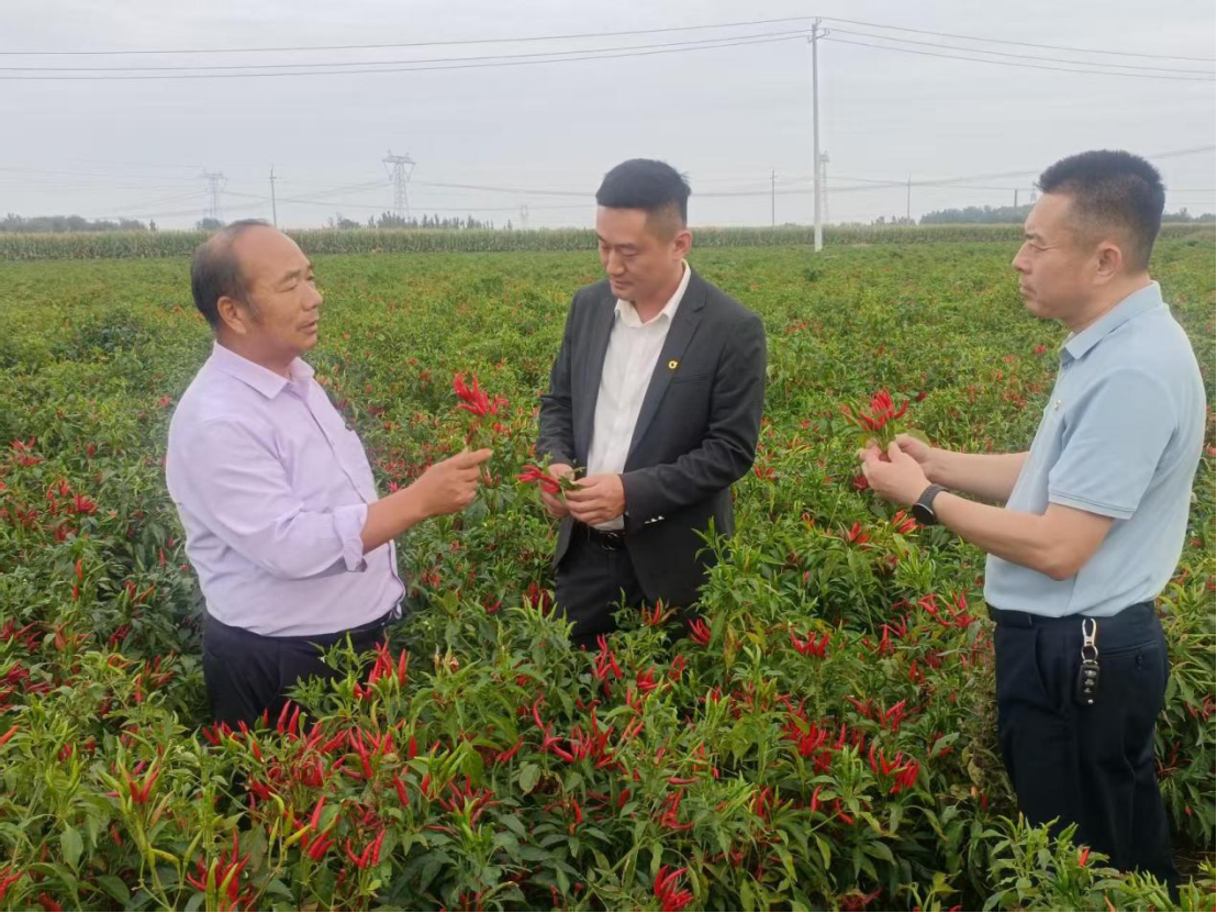 中国人寿财险山东省聊城市中心支公司护航特色农产品发展——阳谷朝天椒撑起“火红”产业与“红火”日子