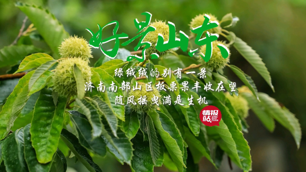 果然视频·好景山东|济南南部山区板栗绿绒绒，丰收在望满是生机
