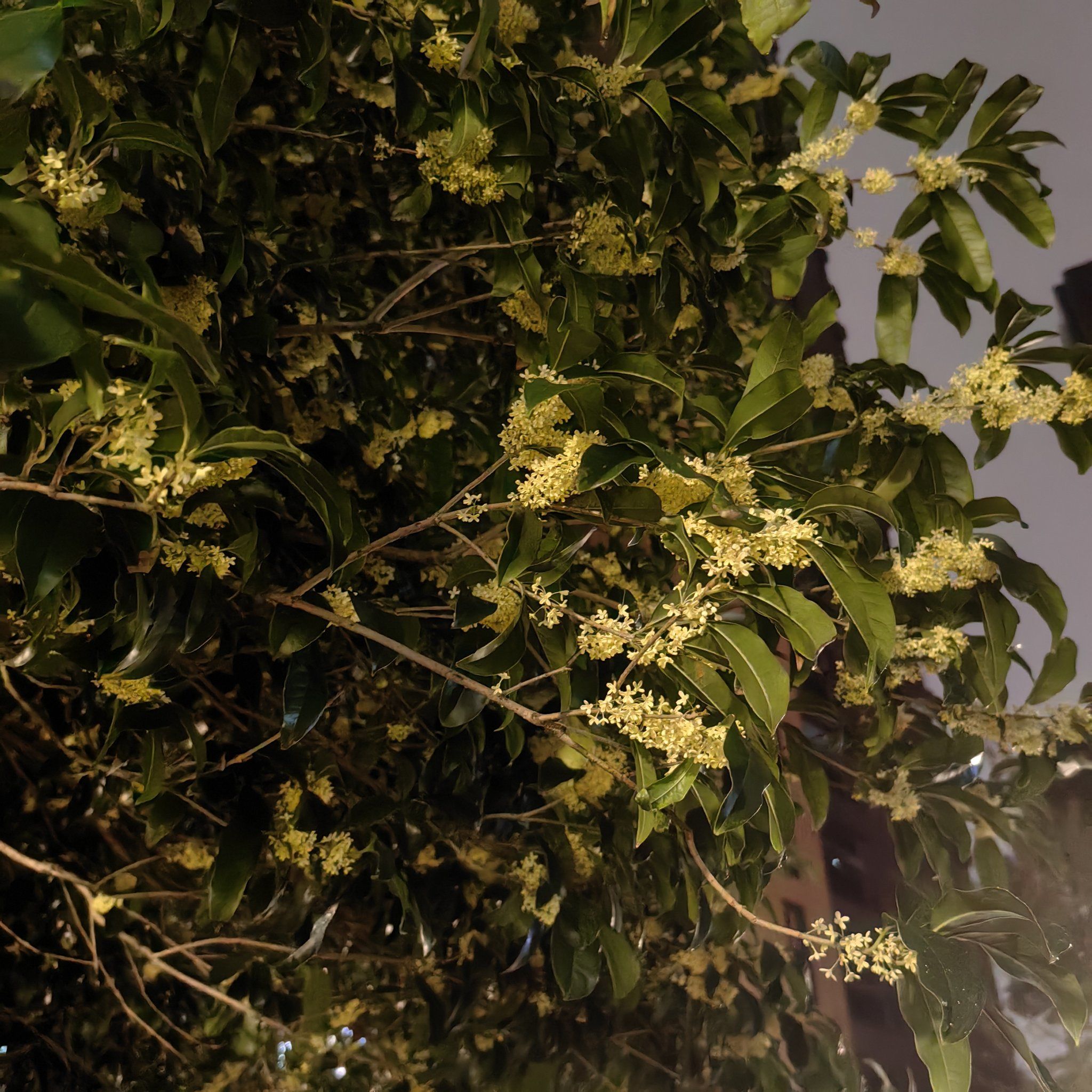 又闻桂花香