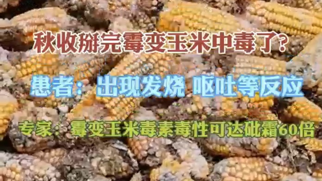 果然视频｜抢收玉米更要防中毒，专家：霉变玉米毒性比砒霜强