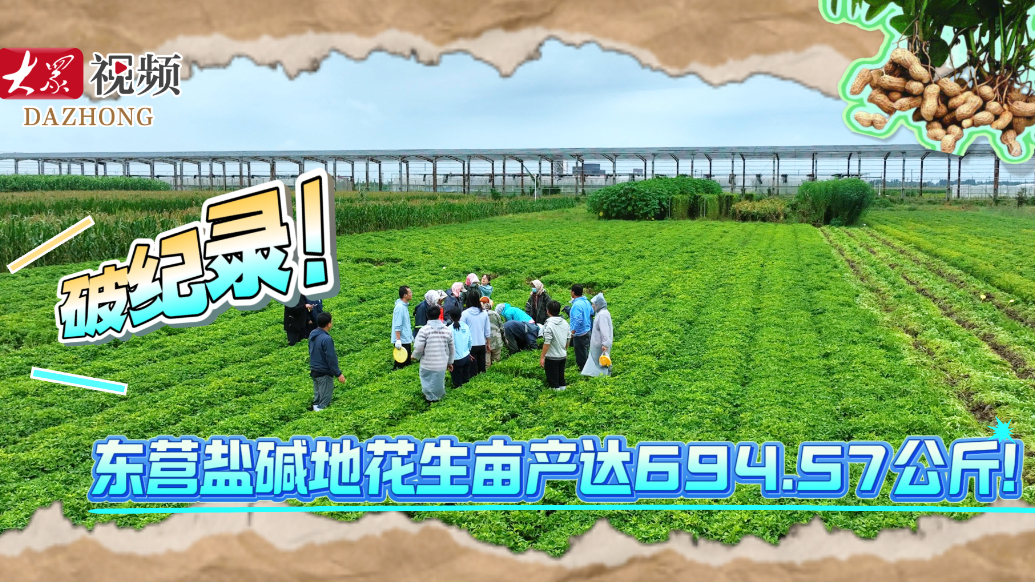 破纪录！东营盐碱地花生亩产达694.57公斤！