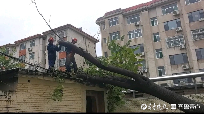 果然视频|大树“折腰”砸到民房，消防员到场化解险情
