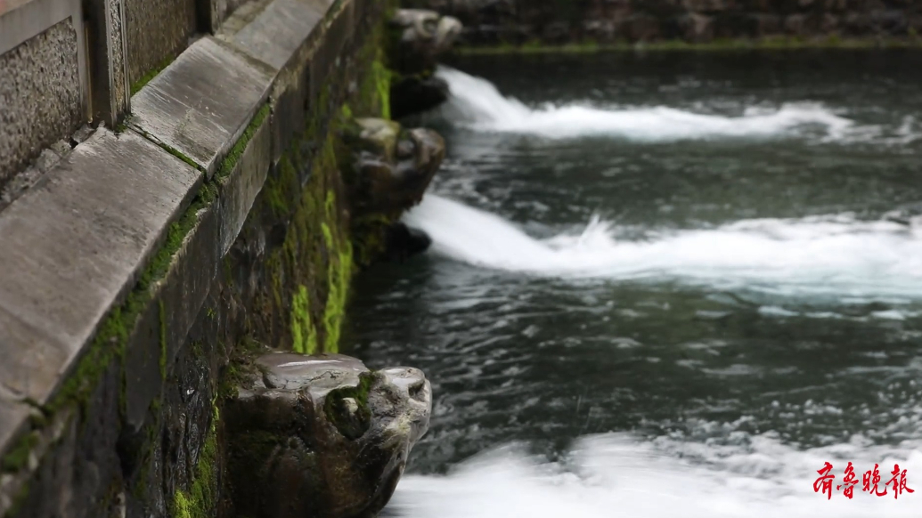 果然视频|护城河水近堤岸，黑虎泉喷涌不断