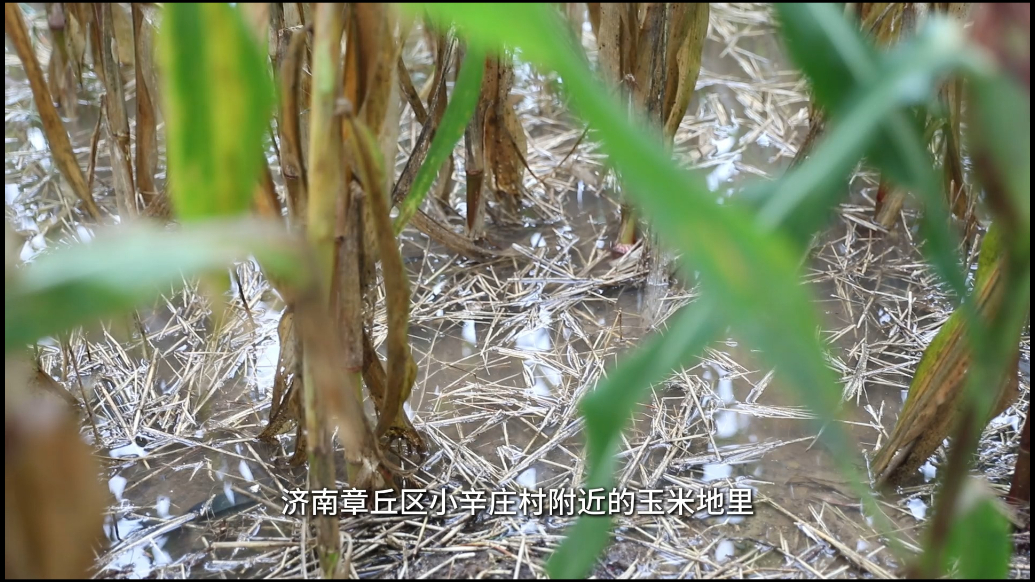 果然视频｜章丘小辛村的秋雨抢粮：中场休息，晴好再战
