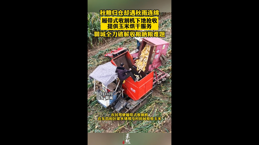 打响秋收保卫战！聊城抢收抢烘忙