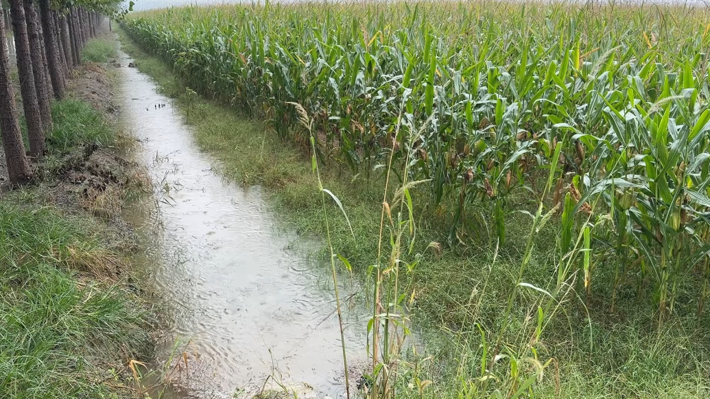 果然视频｜烘干塔“马力全开”：直击章丘雨中24小时夺粮流水线
