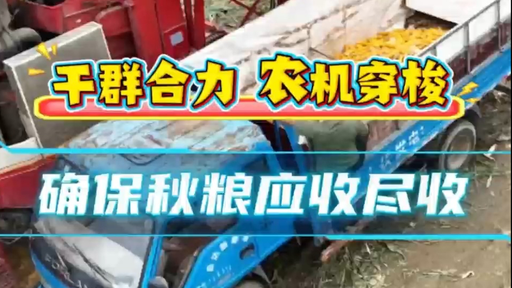 果然视频|潍坊安丘：干群合力 农机穿梭 确保秋粮应收尽收