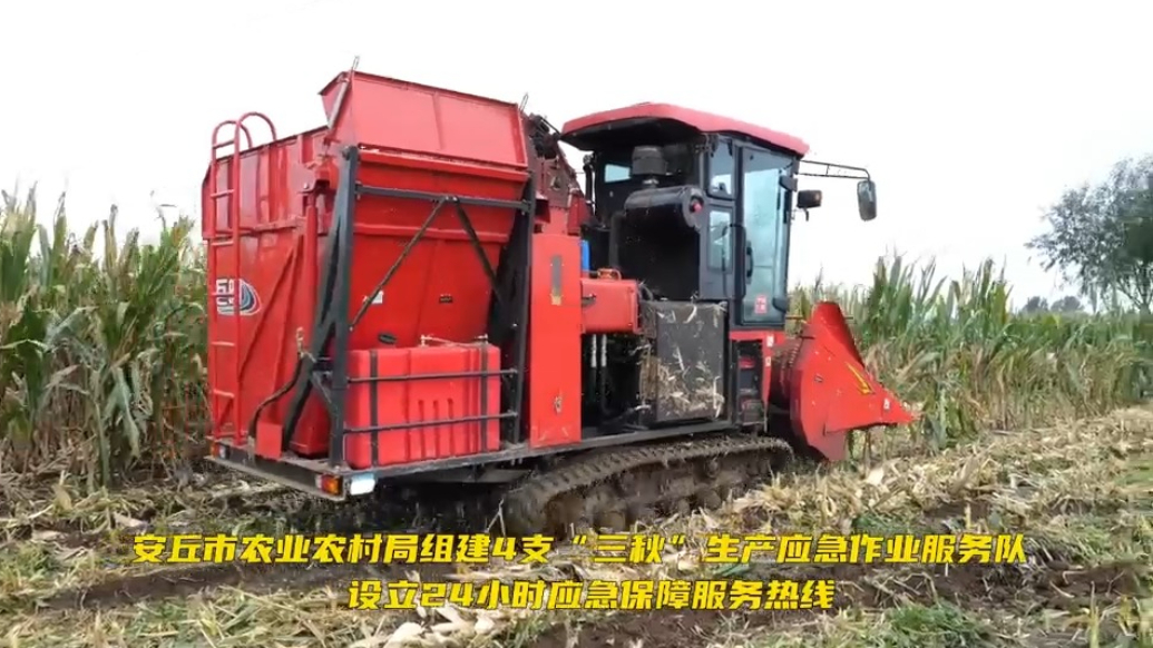 果然视频|潍坊安丘农业技术人员深入一线，多措并举力保秋粮归仓