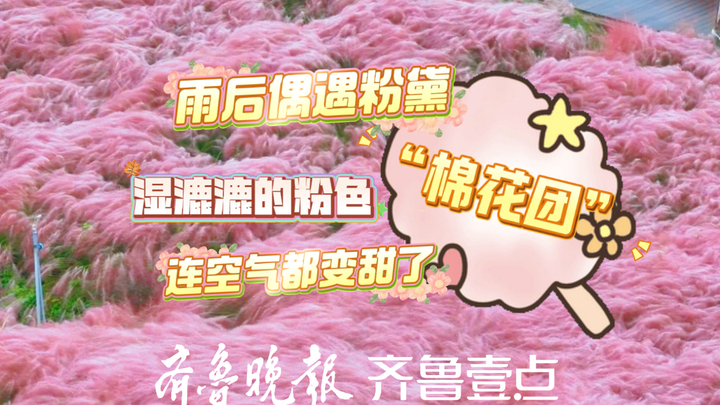雨后偶遇粉黛！湿漉漉的粉色 “棉花团”，连空气都变甜了