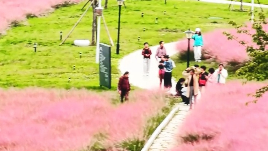果然视频｜泰安粥店路粉色花海上线，市民沉浸式赏秋