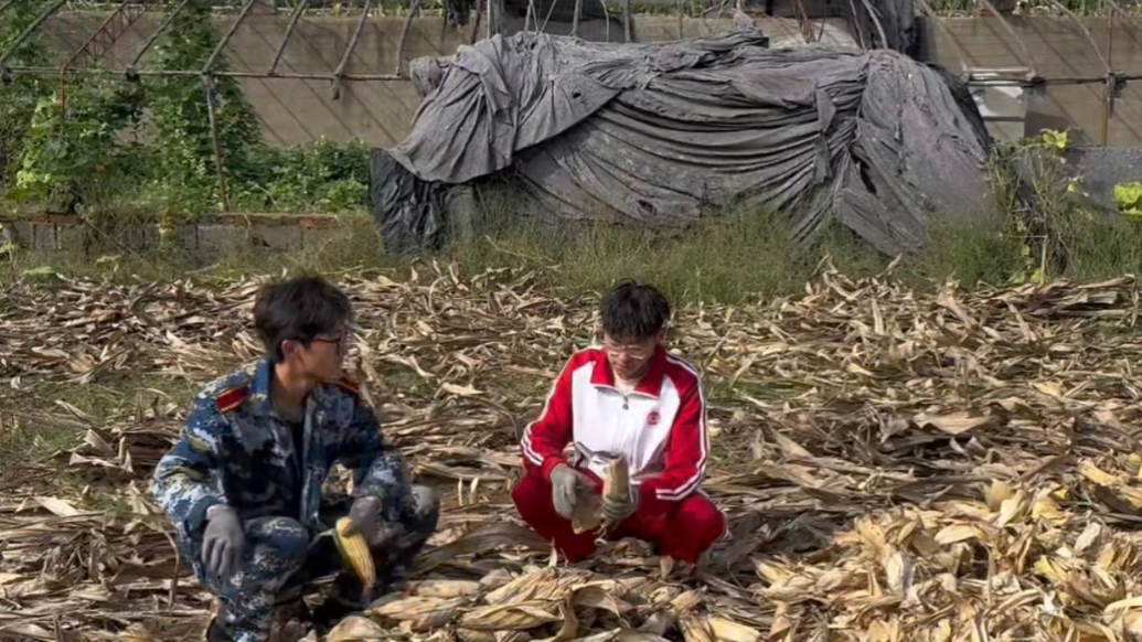 果然视频｜潍坊一少年冒雨抢收五亩玉米，“不能让父母辛苦白费”