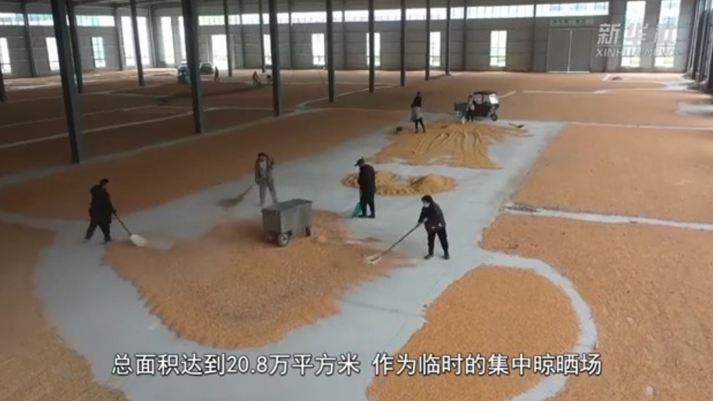 山东：积极应对阴雨天影响，抢收抢烘保秋粮