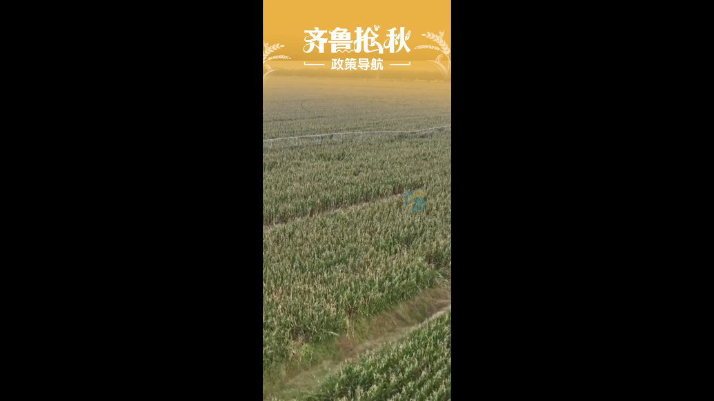 山东下达第二批“三秋”生产应急资金1.2亿元