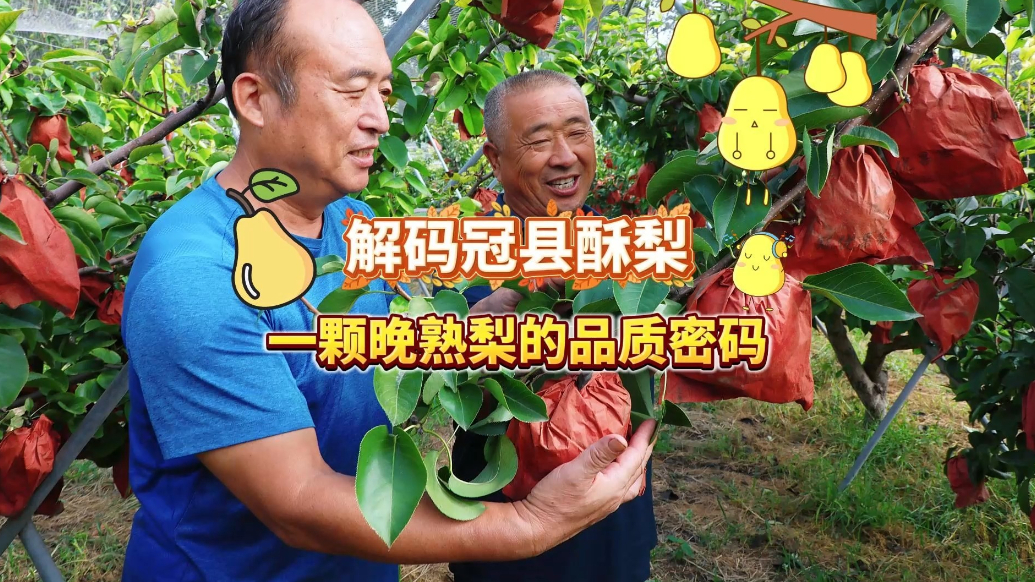 微纪录·聊城｜解码冠县酥梨：一颗晚熟梨的品质密码