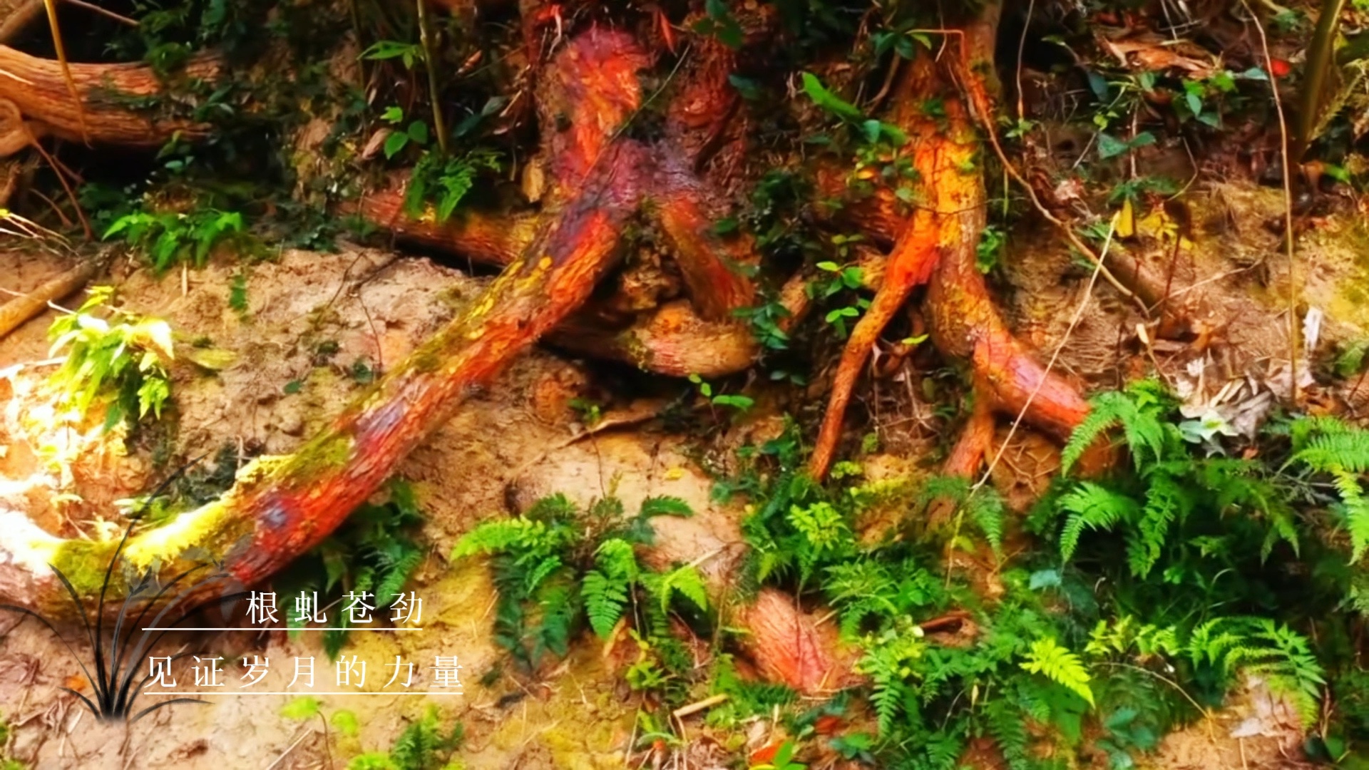 根虬苍劲，见证岁月的力量