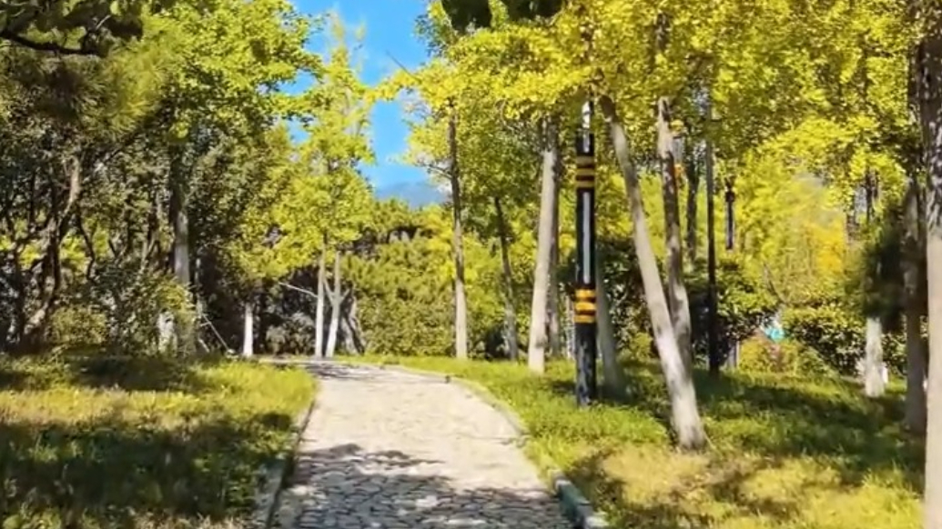 果然视频｜泰安初秋“活”了！树叶偷偷染了浅黄，风裹阳光，光斑跳着走