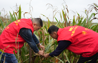 战阴雨保秋收，济宁保险业多措并举护航“三秋”生产
