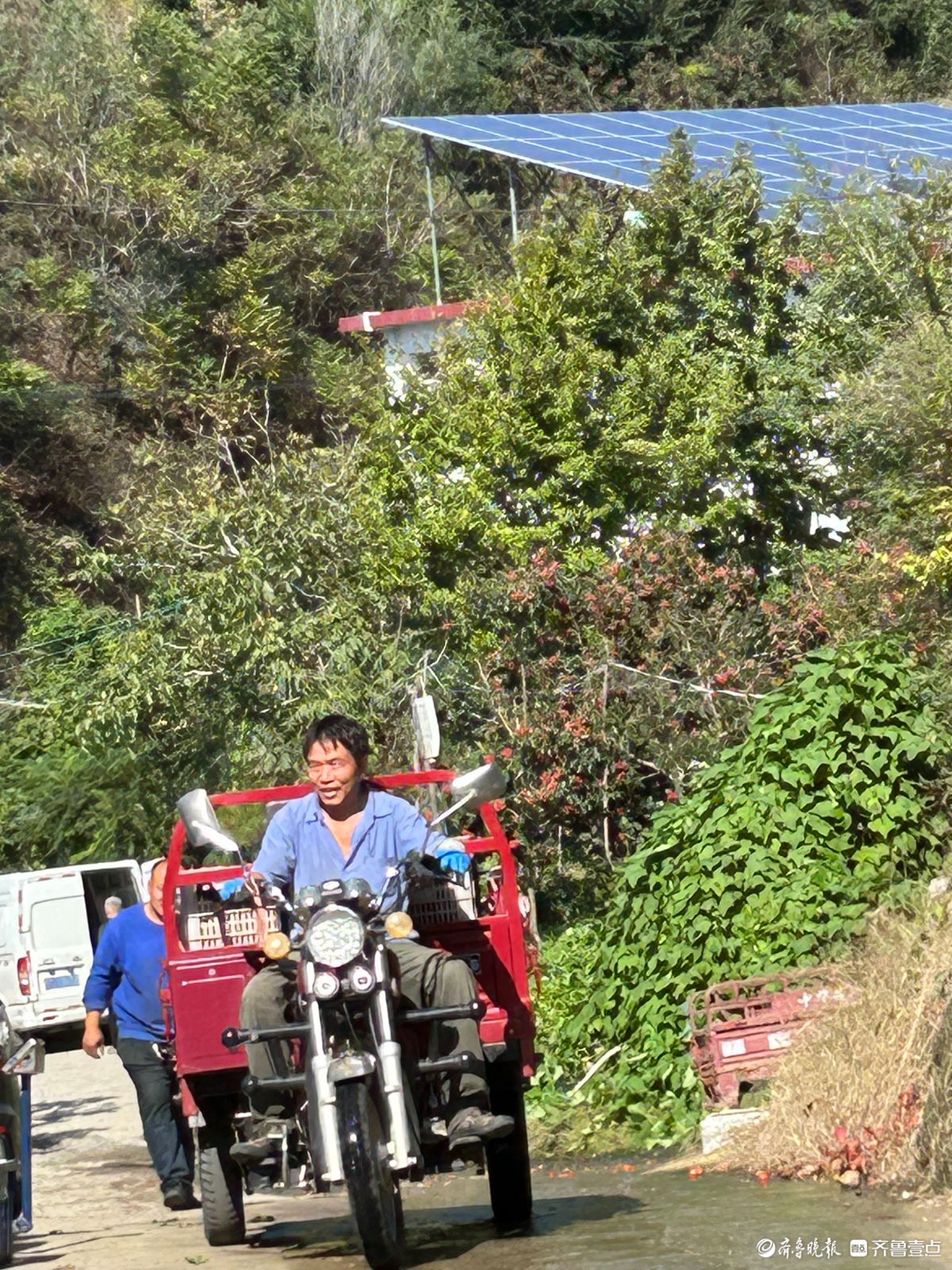 南部山区山楂大丰收，村民采摘忙    