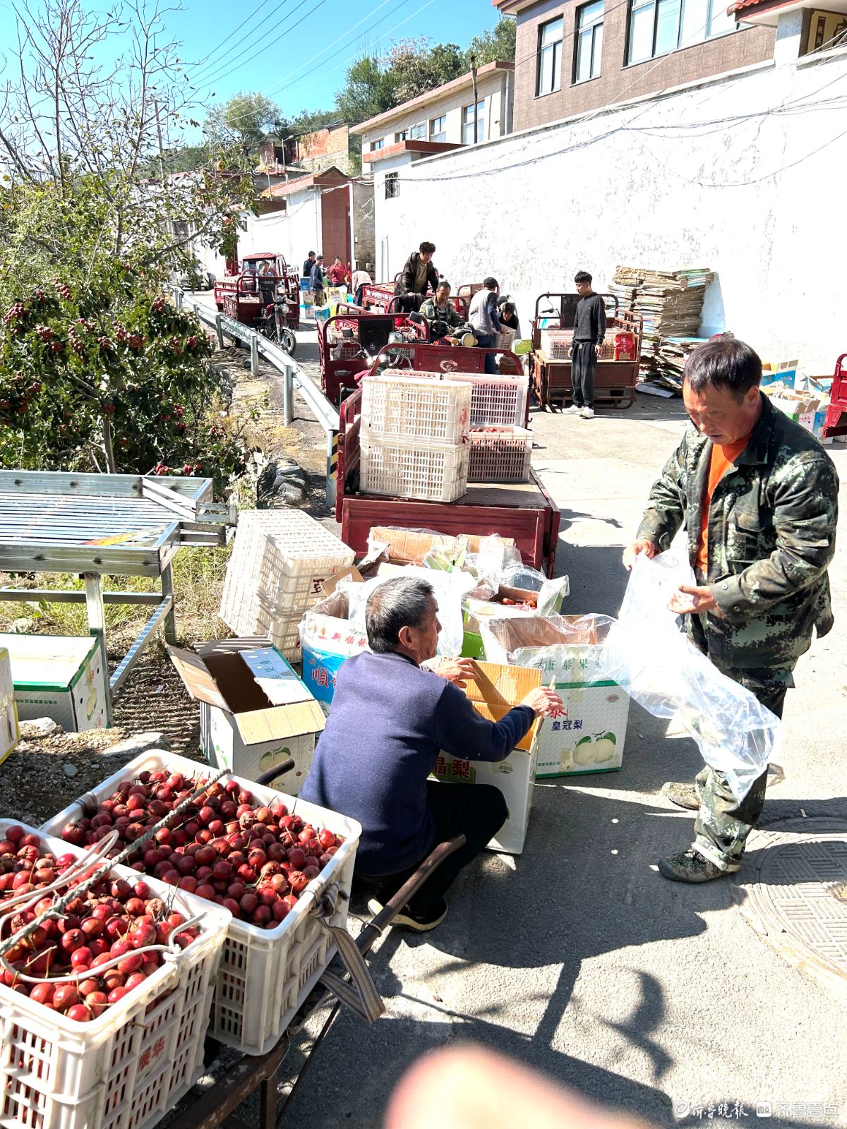 南部山区山楂大丰收，村民采摘忙    