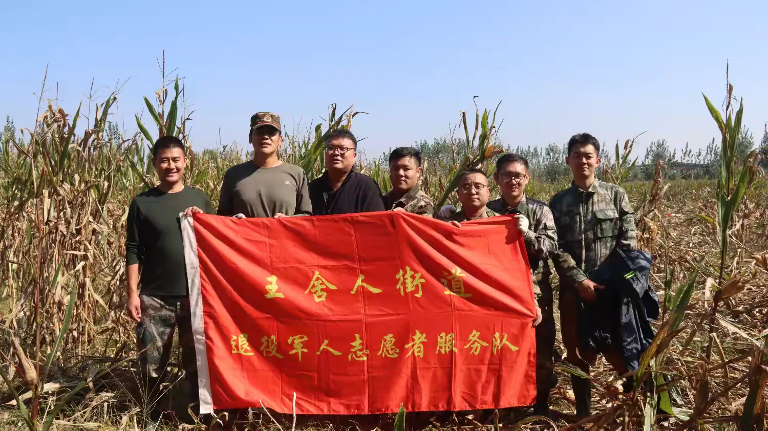 【荣耀历城】王舍人街道退役军人服务站组织开展玉米抢收行动