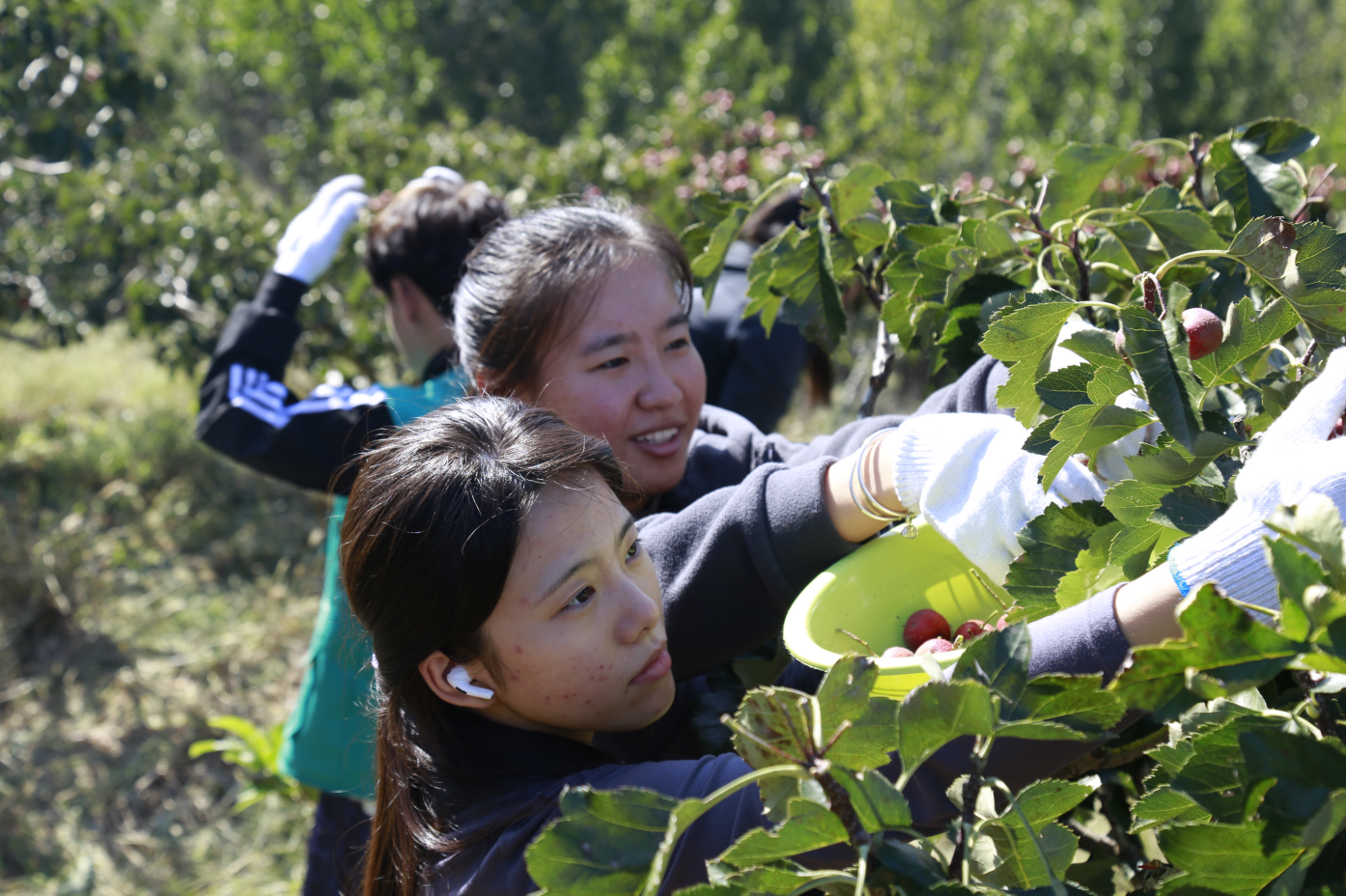 潍坊工程职业学院组建志愿服务队，助力地方秋粮抢收