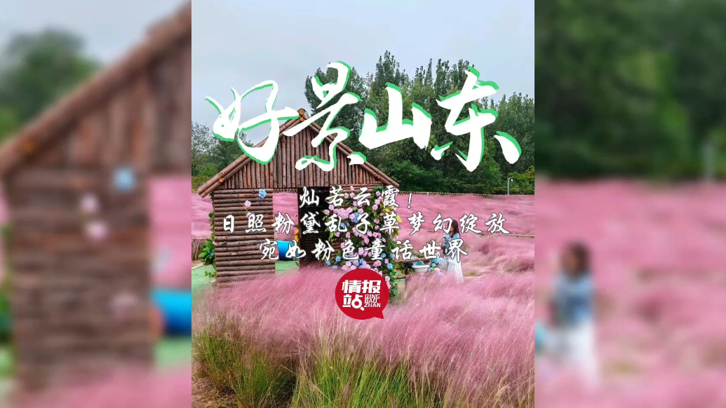 果然视频·好景山东|日照粉黛乱子草梦幻绽放，宛如粉色童话世界